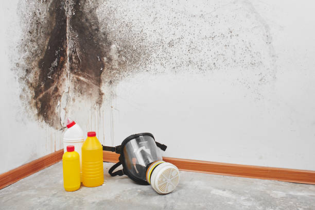 Best Attic Mold Removal  in Pine Hills, FL