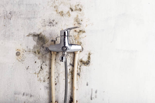 Best Mold Testing  in Pine Hills, FL
