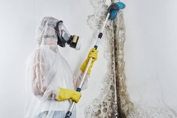 Best Residential Mold Removal  in Pine Hills, FL