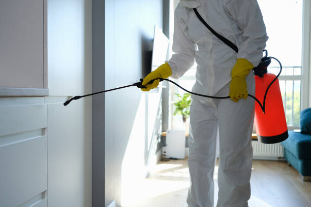 Best Local Mold Removal Service  in Pine Hills, FL