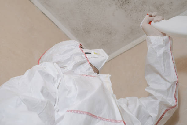 Best Toxic Mold Removal  in Pine Hills, FL