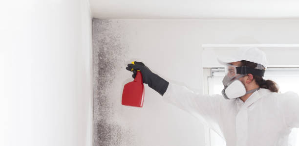 Office Mold Removal Services