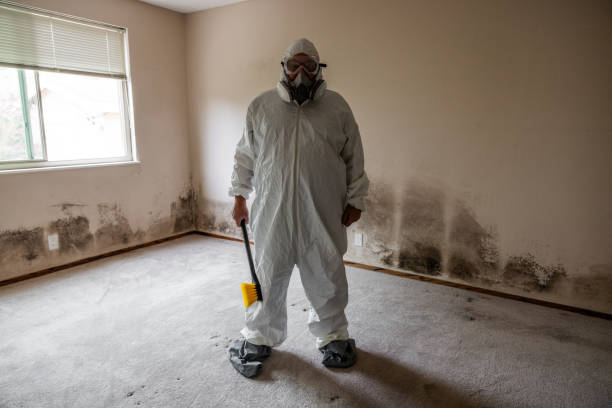 Best Mold Damage Repair  in Pine Hills, FL